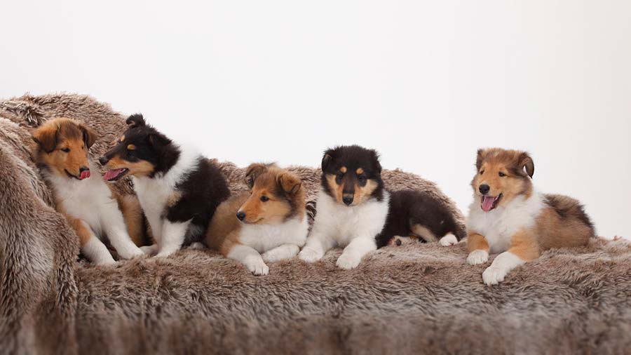 Rough 'Lassie' Collie, Rough Collie Dog laying down for por…