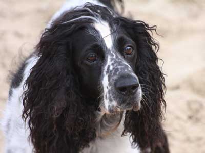 Russian Spaniel