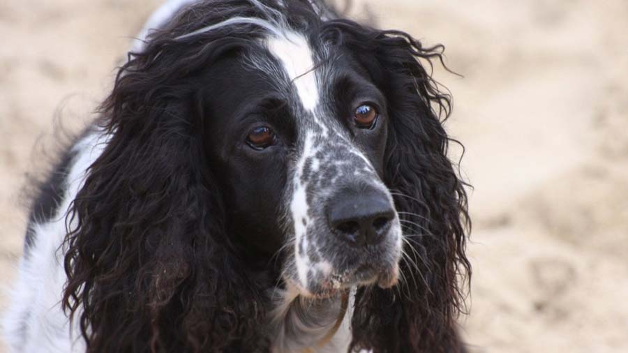 Russian Spaniel (Tri-color, Muzzle)