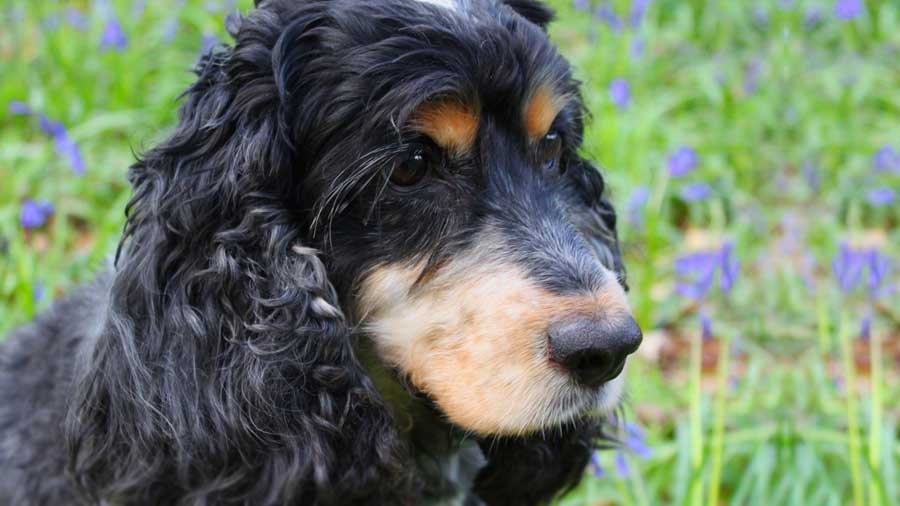 Russian Spaniel Puppy (Head, Muzzle)