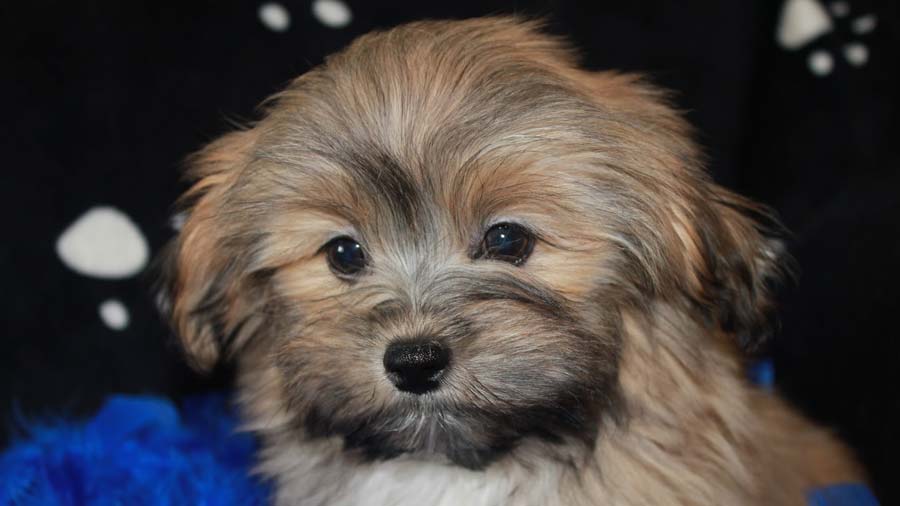 Russian Tsvetnaya Bolonka Puppy (Face, Muzzle)