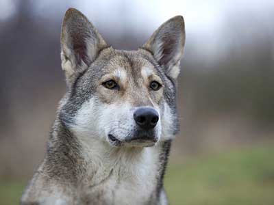 Saarloos wolfdog