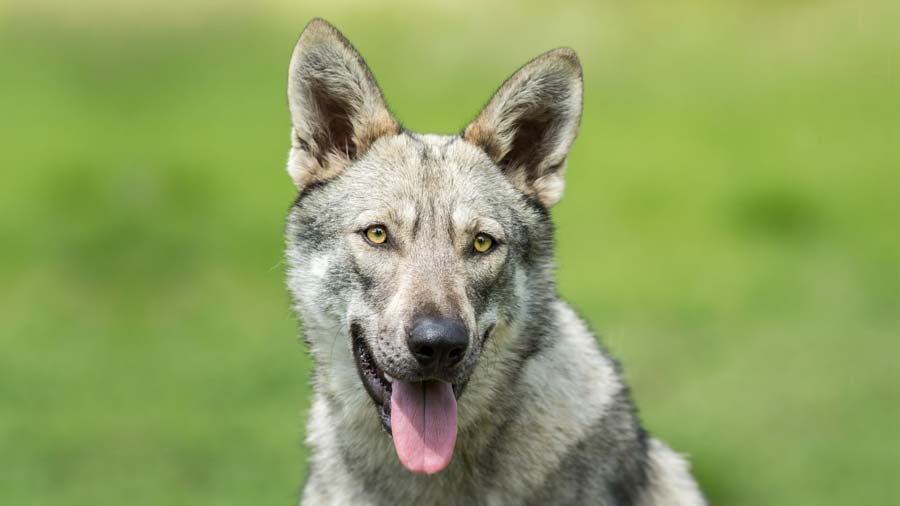 Saarloos wolfdog (Face, Muzzle)