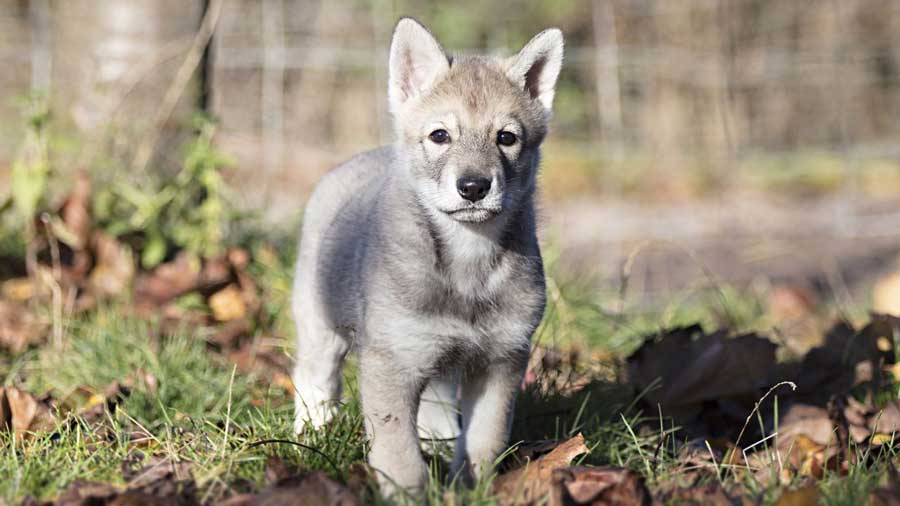 Saarloos wolfdog Puppy (Face, Standing)