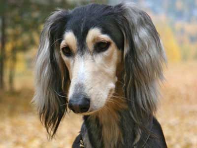 Saluki