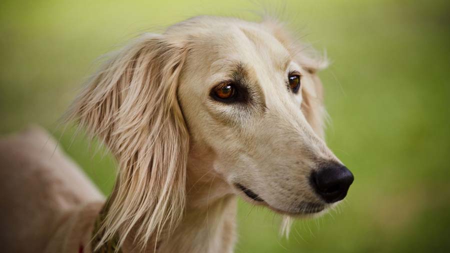 Saluki (Muzzle, Face)