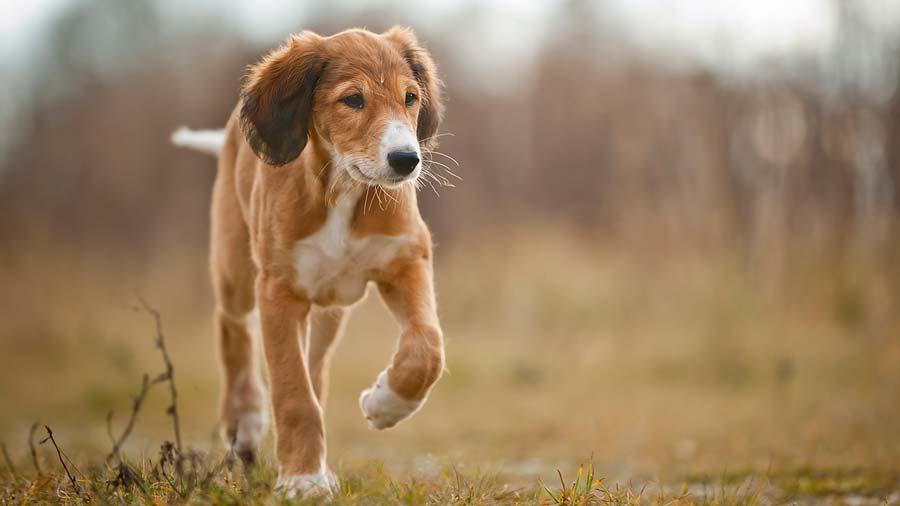 Saluki Puppy (Standing, Face)