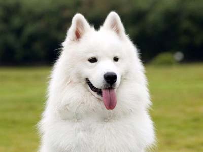 White Dog Breeds - Dogs with White Coats