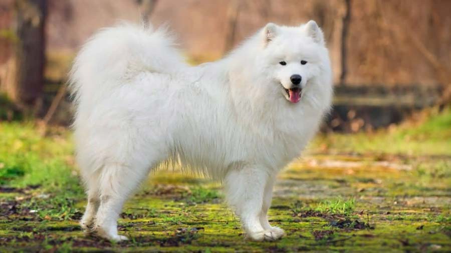 Samoyed (Standing, White)