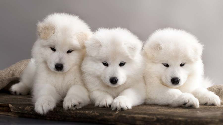 Samoyed Puppy (Puppies, White)
