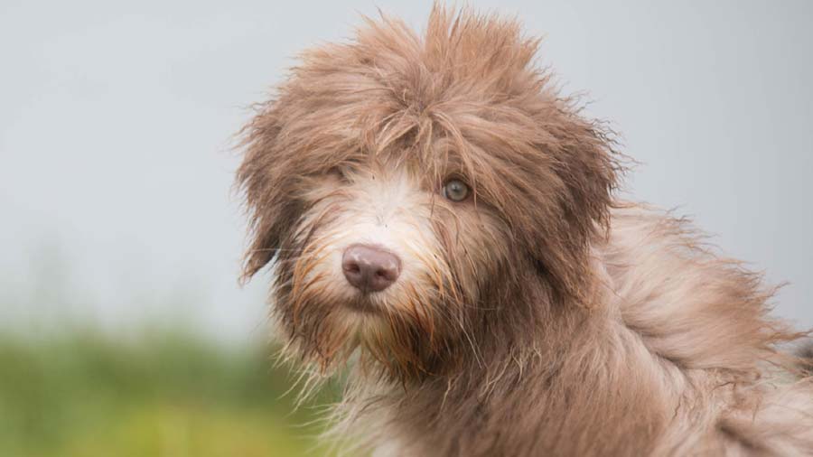 Sapsali Puppy (Face, Muzzle)