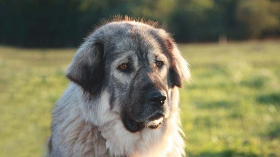 Sarplaninac (Face, Muzzle)