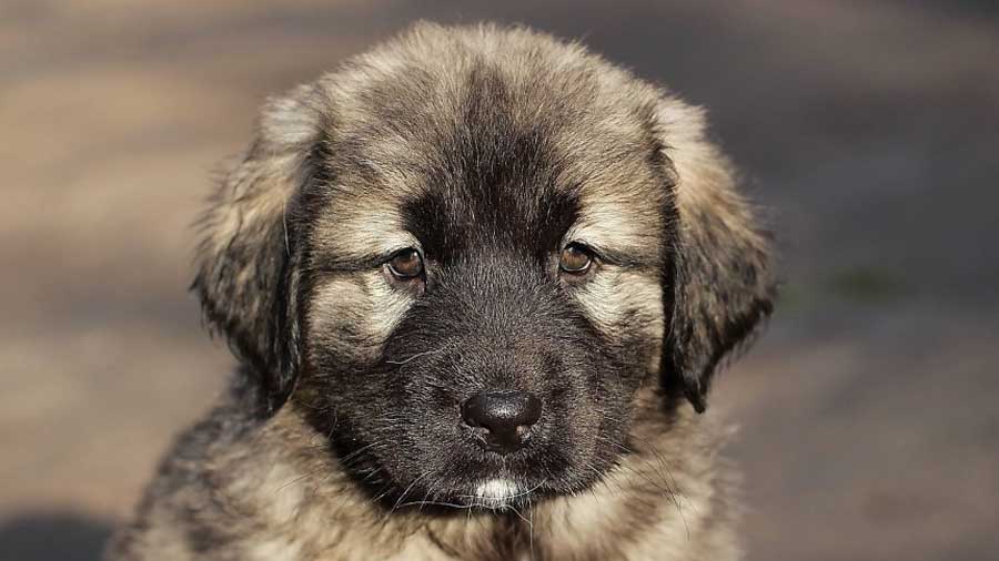 Sarplaninac Puppy (Face, Muzzle)