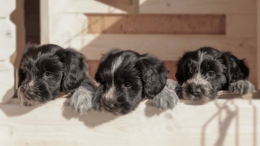 Schapendoes Puppy (Puppies, Muzzle)