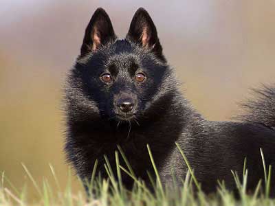 Schipperke