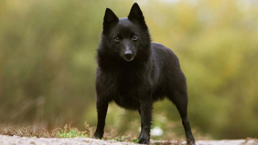 Schipperke (Black, Standing)