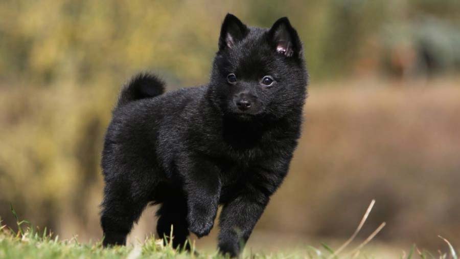 Schipperke Puppy (Black, Standing)