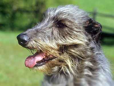 Scottish Deerhound