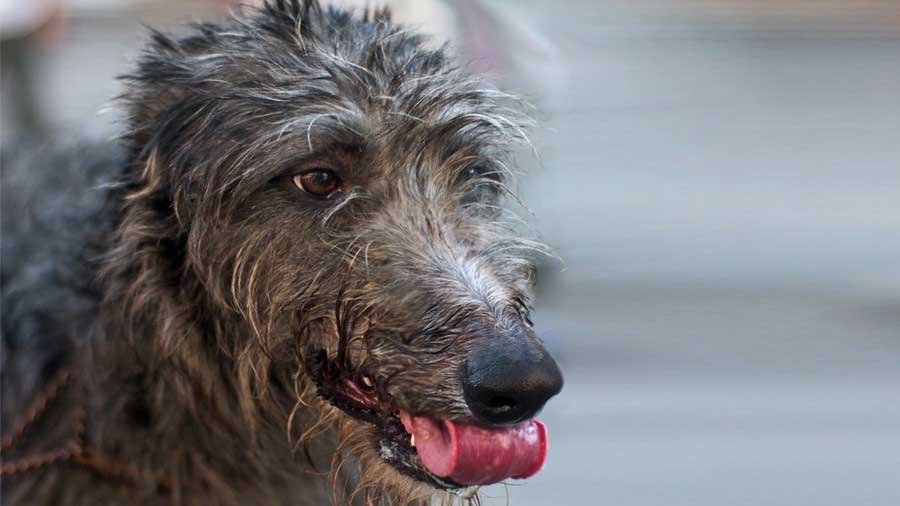 Scottish Deerhound (Gray Brindle, Muzzle)