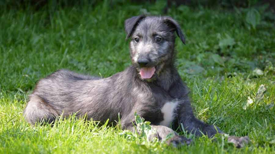 Scottish Deerhound Puppy (Lying, Side View)