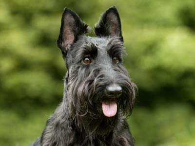 Scottish Terrier