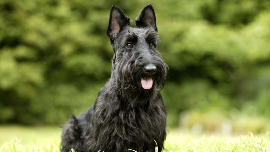 Scottish Terrier (Black, Sitting)