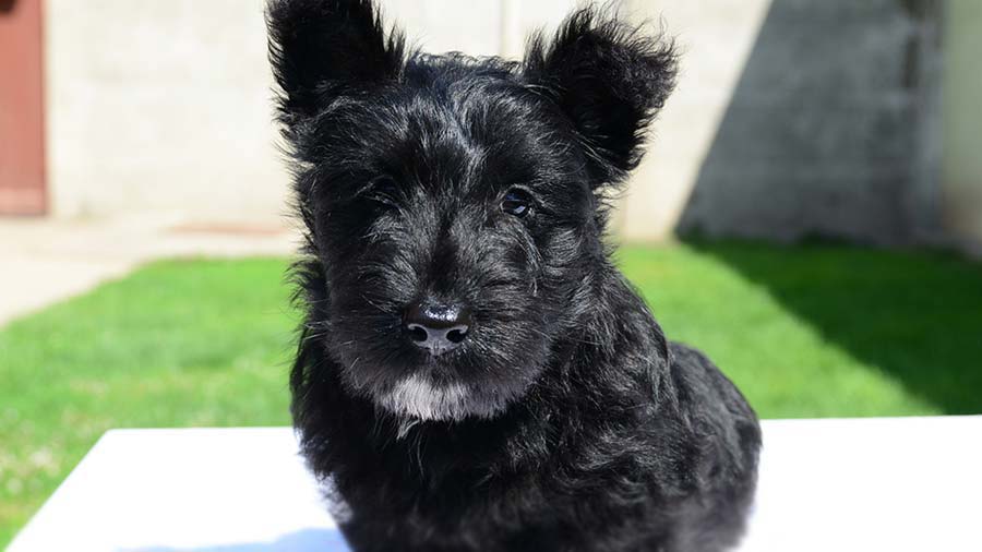 Scottish Terrier Puppy (Black, Face)