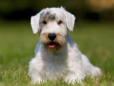 Sealyham Terrier