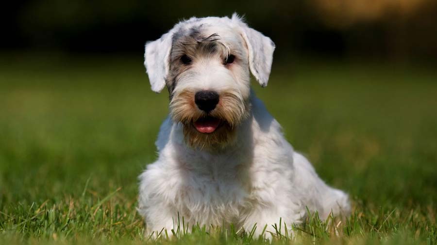 Sealyham Terrier (Sitting, Muzzle)