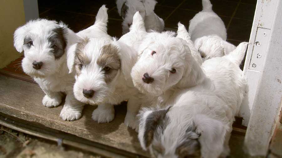 Sealyham Terrier Puppy (Puppies, Muzzle)