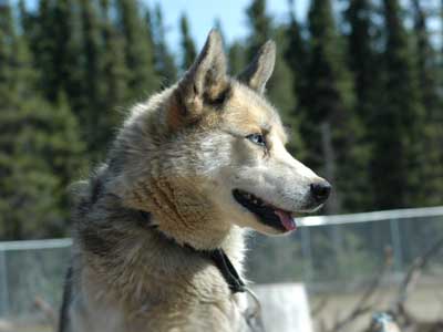 Seppala Siberian Sleddog