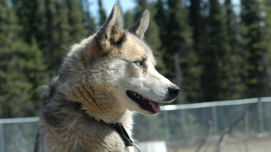 Seppala Siberian Sleddog (Head, Muzzle)