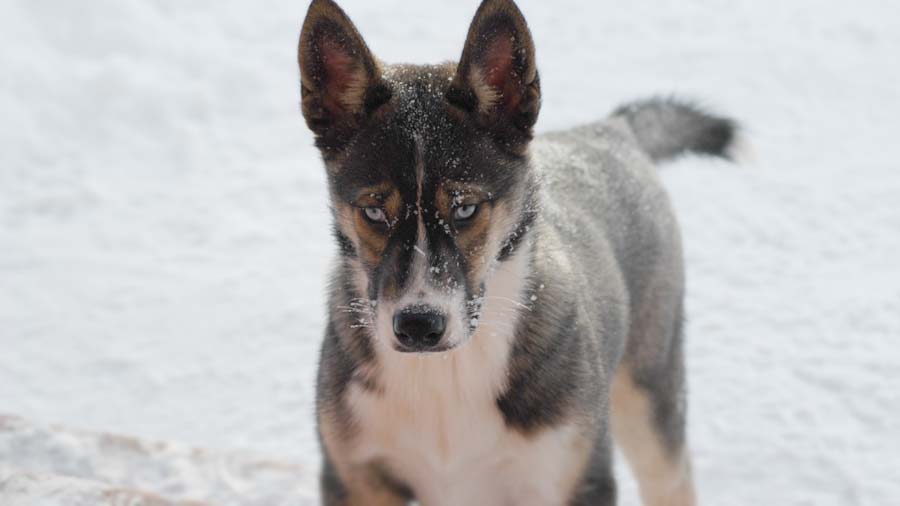 Seppala Siberian Sleddog Puppy (Face, Muzzle)