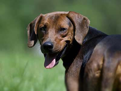 are serbian hounds good guard dogs