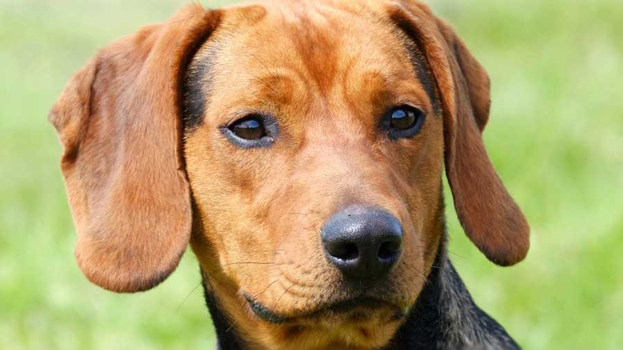 Serbian Hound (Black and Tan, Muzzle)