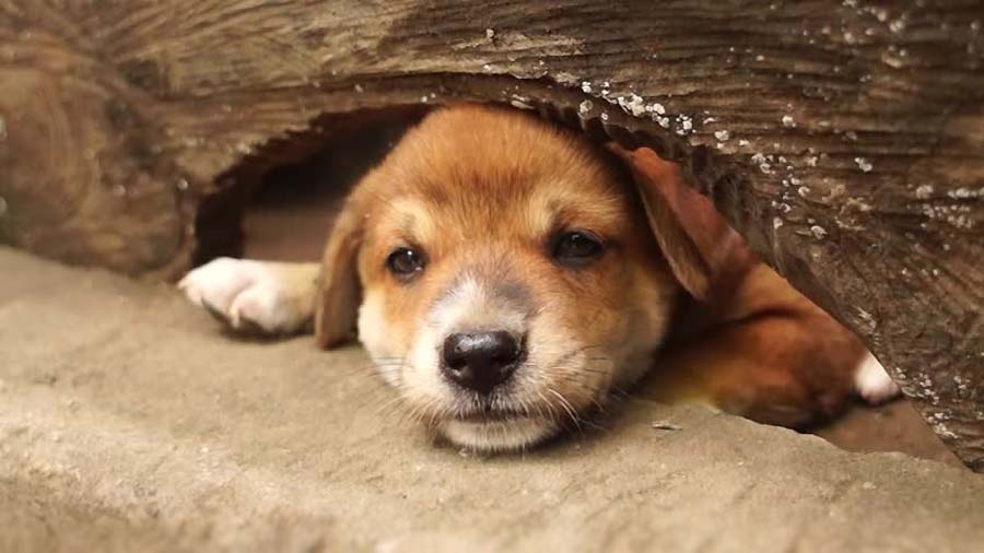 Serbian Hound Puppy (Black and Tan, Lying)