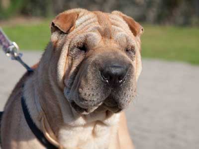 Shar-Pei