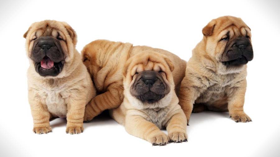 Shar-Pei Puppy (Puppies, Muzzle)