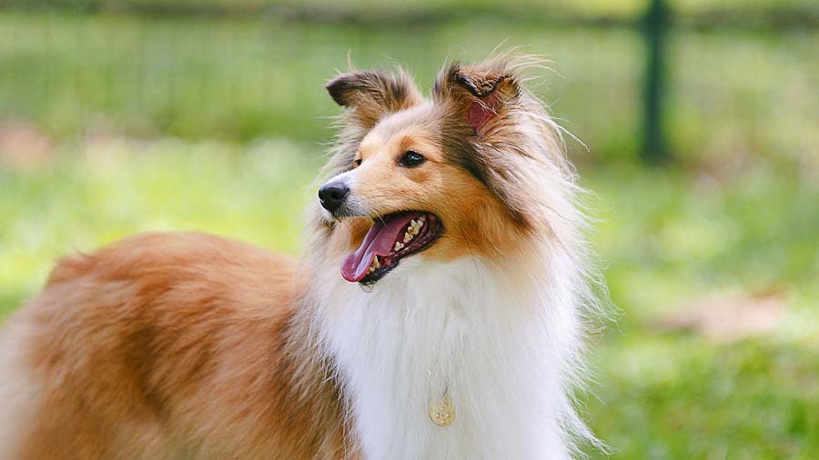 Shetland Sheepdog (Sable & White, Face)