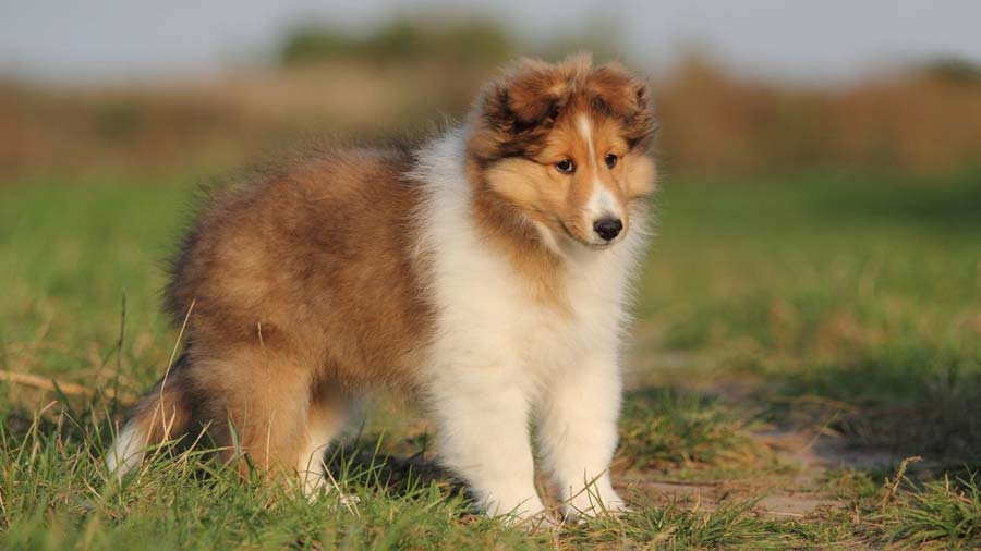 Shetland Sheepdog Puppy (Sable & White, Standing)