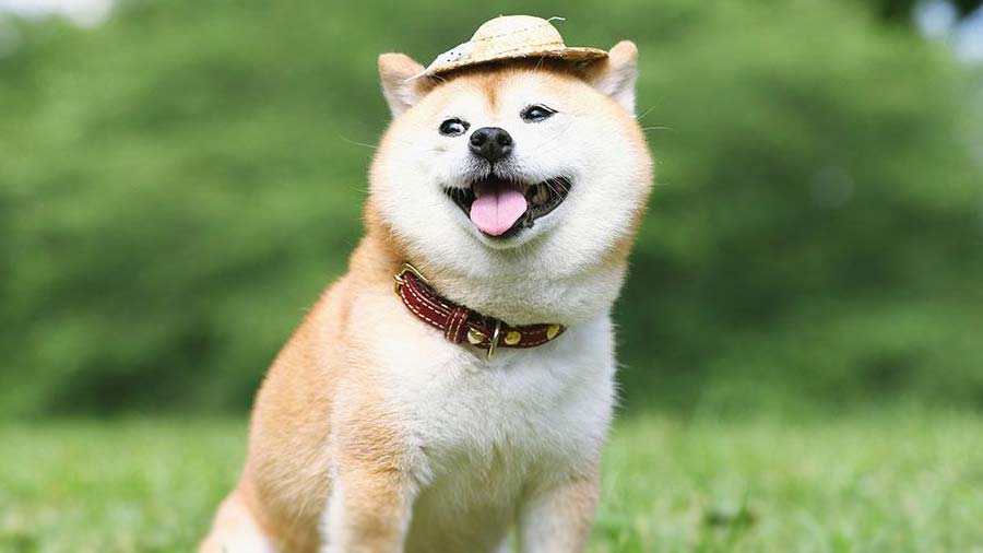 Shiba Inu (Sitting, Face)