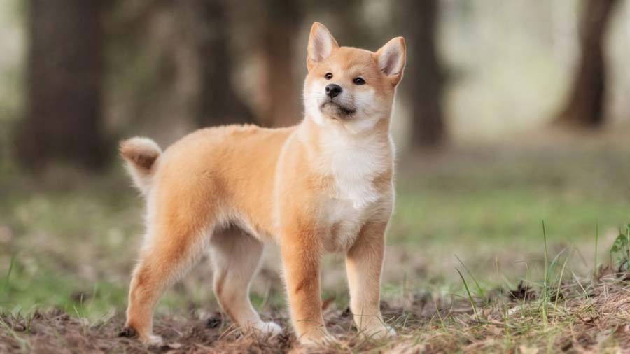 Shiba Inu Puppy (Standing, Face)