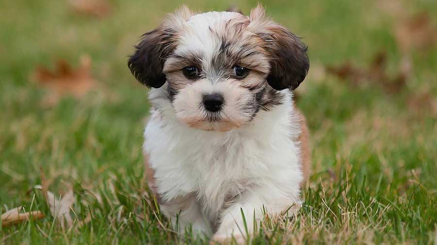 Shichon Puppy (Tricolor, Standing)