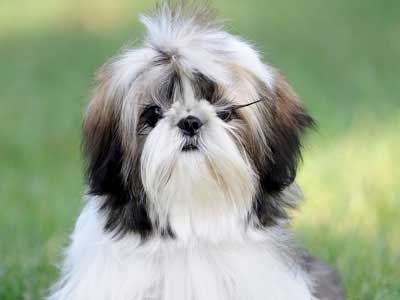 Toy Dog Breeds - Toy Group Dogs