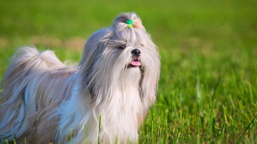 Shih Tzu (Side View, Standing)