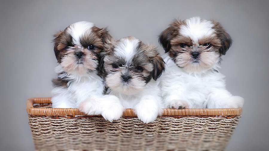 Shih Tzu Puppy (Face, Brindle & White)