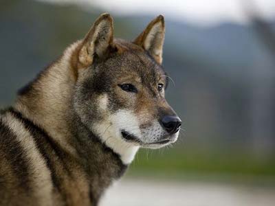 Shikoku dog