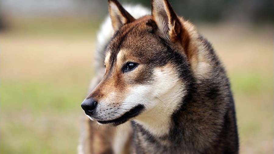 Shikoku dog (Head, Muzzle)