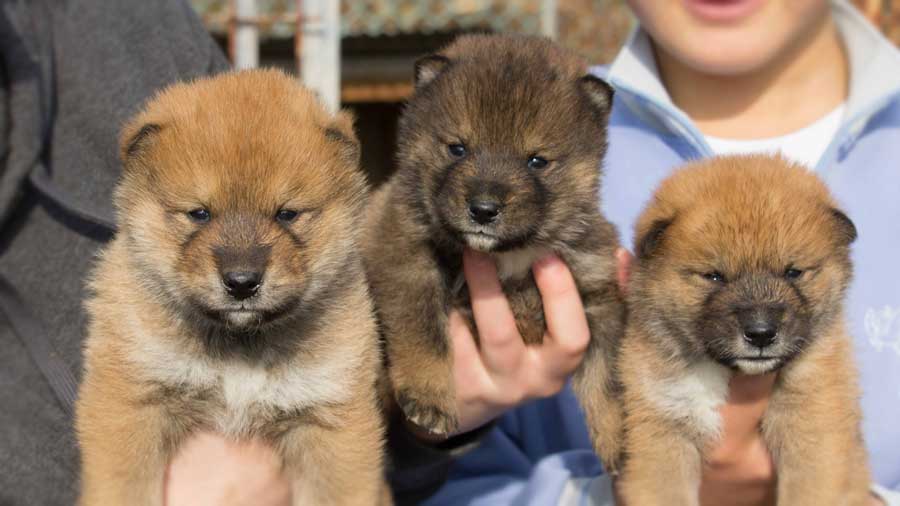 Shikoku dog Puppy (Puppies, Face)