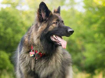 Shiloh Shepherd dog